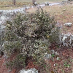 Melicytus dentatus at Shannons Flat, NSW - 21 Sep 2019 12:33 PM