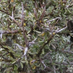 Melicytus dentatus at Shannons Flat, NSW - 21 Sep 2019 12:33 PM