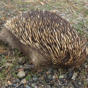 Tachyglossus aculeatus at Adaminaby, NSW - 21 Sep 2019 01:55 PM