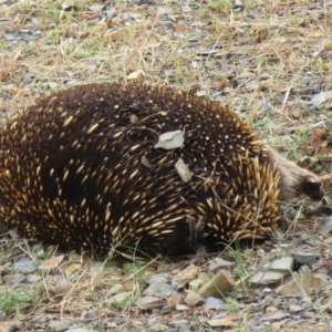 Tachyglossus aculeatus at Adaminaby, NSW - 21 Sep 2019 01:55 PM