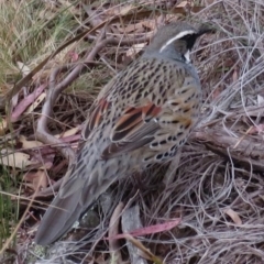 Cinclosoma punctatum (Spotted Quail-thrush) at Mt Gladstone Reserves, Cooma - 21 Sep 2019 by RobParnell