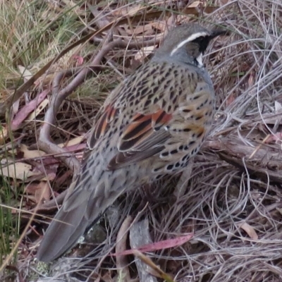 Cinclosoma punctatum (Spotted Quail-thrush) at Mt Gladstone Reserves, Cooma - 21 Sep 2019 by RobParnell