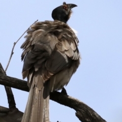 Philemon corniculatus (Noisy Friarbird) at Majura, ACT - 22 Sep 2019 by jbromilow50