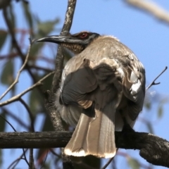 Philemon corniculatus at Majura, ACT - 22 Sep 2019 01:13 PM