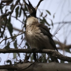 Philemon corniculatus at Majura, ACT - 22 Sep 2019 01:13 PM