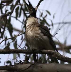 Philemon corniculatus at Majura, ACT - 22 Sep 2019 01:13 PM