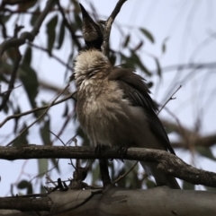 Philemon corniculatus at Majura, ACT - 22 Sep 2019 01:13 PM