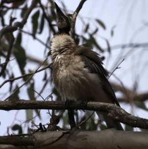 Philemon corniculatus at Majura, ACT - 22 Sep 2019