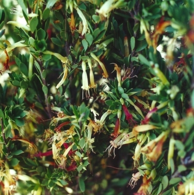 Styphelia triflora (Five-corners) at Theodore, ACT - 12 May 2001 by MichaelBedingfield