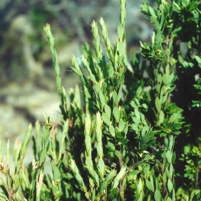 Styphelia triflora (Five-corners) at Rob Roy Range - 12 Jan 2001 by michaelb