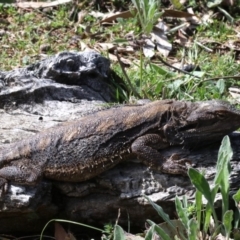 Pogona barbata (Eastern Bearded Dragon) at Ainslie, ACT - 22 Sep 2019 by jb2602