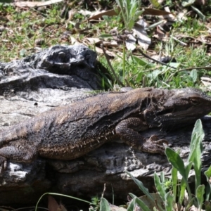 Pogona barbata at Ainslie, ACT - 22 Sep 2019