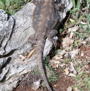 Pogona barbata at Ainslie, ACT - 22 Sep 2019