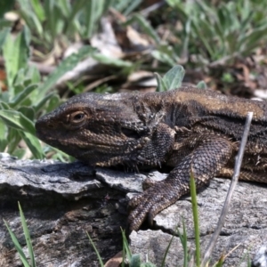 Pogona barbata at Ainslie, ACT - 22 Sep 2019