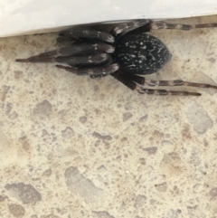 Badumna insignis (Black House Spider) at Monash, ACT - 23 Sep 2019 by jackQ