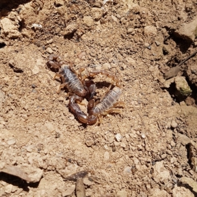 Urodacus manicatus (Black Rock Scorpion) at Amaroo, ACT - 24 Sep 2019 by nath_kay