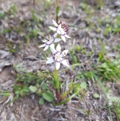 Wurmbea dioica subsp. dioica (Early Nancy) at Amaroo, ACT - 23 Sep 2019 by nathkay