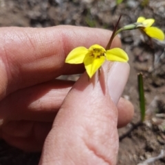 Diuris chryseopsis (Golden Moth) at Wallaroo, ACT - 23 Sep 2019 by nath_kay