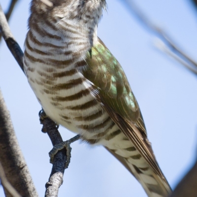 Chrysococcyx lucidus (Shining Bronze-Cuckoo) at Pine Island to Point Hut - 24 Sep 2019 by Marthijn
