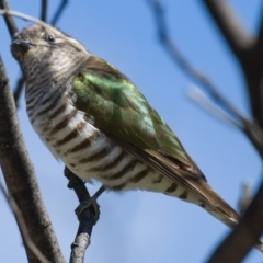 Chrysococcyx lucidus at Paddys River, ACT - 24 Sep 2019 12:18 PM