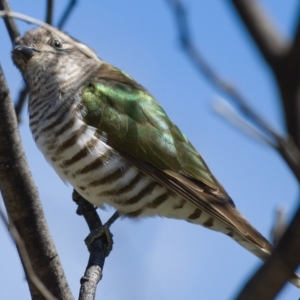 Chrysococcyx lucidus at Paddys River, ACT - 24 Sep 2019