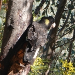 Zanda funerea (Yellow-tailed Black-Cockatoo) at Deakin, ACT - 24 Sep 2019 by JackyF