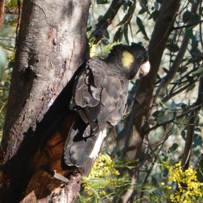 Zanda funerea (Yellow-tailed Black-Cockatoo) at Deakin, ACT - 24 Sep 2019 by JackyF