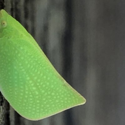 Siphanta acuta (Green planthopper, Torpedo bug) at Monash, ACT - 24 Sep 2019 by jackQ