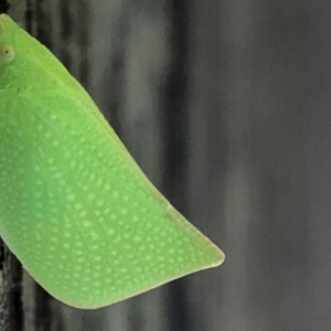 Siphanta acuta at Monash, ACT - 24 Sep 2019 02:17 PM