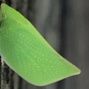 Siphanta acuta at Monash, ACT - 24 Sep 2019 02:17 PM