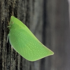 Siphanta acuta at Monash, ACT - 24 Sep 2019 02:17 PM