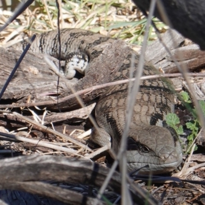 Tiliqua scincoides scincoides (Eastern Blue-tongue) at Deakin, ACT - 23 Sep 2019 by JackyF