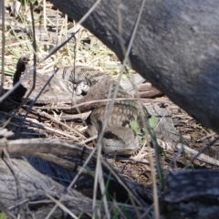 Tiliqua scincoides scincoides at Deakin, ACT - 24 Sep 2019