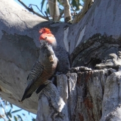 Callocephalon fimbriatum (Gang-gang Cockatoo) at GG42 - 23 Sep 2019 by JackyF