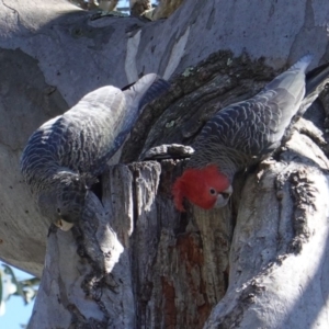 Callocephalon fimbriatum at Deakin, ACT - 24 Sep 2019