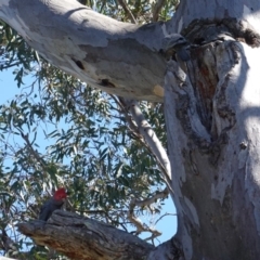 Callocephalon fimbriatum at Deakin, ACT - 24 Sep 2019