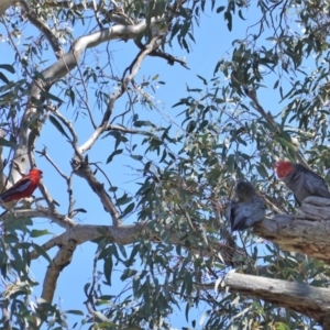 Callocephalon fimbriatum at Deakin, ACT - 24 Sep 2019