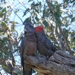 Callocephalon fimbriatum at Deakin, ACT - suppressed