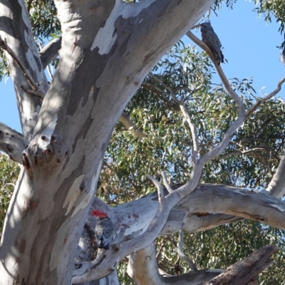 Callocephalon fimbriatum (Gang-gang Cockatoo) at Deakin, ACT - 23 Sep 2019 by JackyF