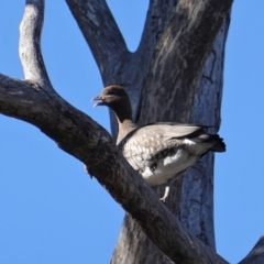 Chenonetta jubata (Australian Wood Duck) at Hughes, ACT - 23 Sep 2019 by JackyF