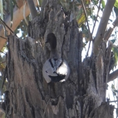 Chenonetta jubata at Hughes, ACT - 24 Sep 2019 08:12 AM