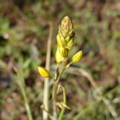 Bulbine bulbosa (Golden Lily, Bulbine Lily) at Deakin, ACT - 24 Sep 2019 by JackyF