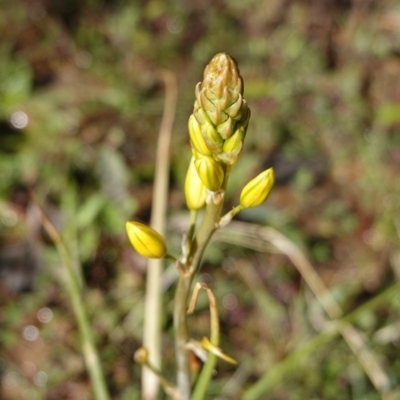 Bulbine bulbosa (Golden Lily) at Red Hill Nature Reserve - 23 Sep 2019 by JackyF