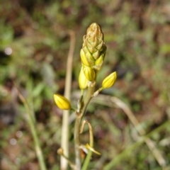 Bulbine bulbosa (Golden Lily) at Deakin, ACT - 23 Sep 2019 by JackyF