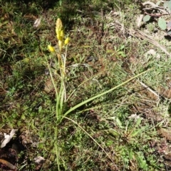 Bulbine bulbosa at Deakin, ACT - 24 Sep 2019 09:22 AM