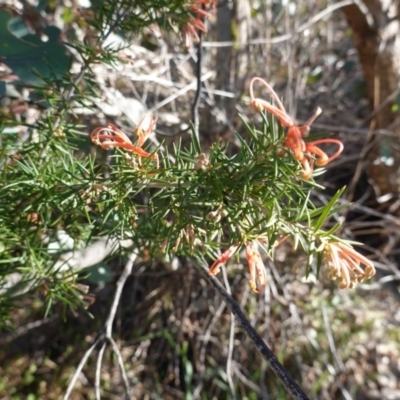 Grevillea juniperina (Grevillea) at Red Hill Nature Reserve - 23 Sep 2019 by JackyF