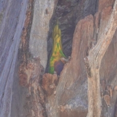 Trichoglossus moluccanus (Rainbow Lorikeet) at Hughes, ACT - 24 Sep 2019 by JackyF