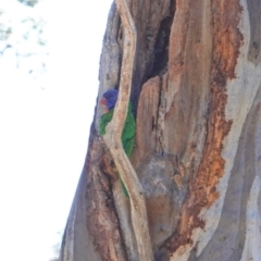 Trichoglossus moluccanus at Hughes, ACT - 24 Sep 2019 10:11 AM