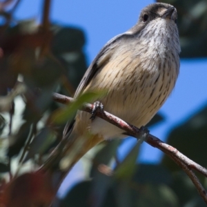 Pachycephala rufiventris at Paddys River, ACT - 24 Sep 2019