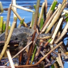 Chelodina longicollis (Eastern Long-necked Turtle) at Black Range, NSW - 24 Sep 2019 by MatthewHiggins